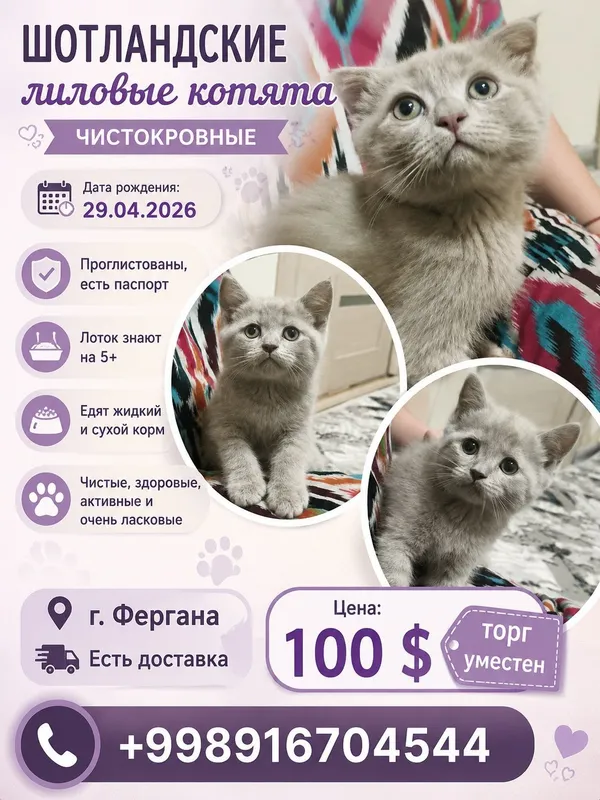 Шотландские лиловые котята Шотландские лиловые котята