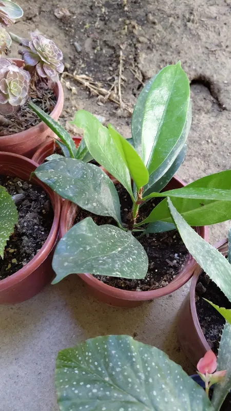 Corynocarpus laevigatus, ya'ni odatda Karaka yoki Yangi Zelandiya lavr Corynocarpus laevigatus, ya'ni odatda Karaka yoki Yangi Zelandiya lavr