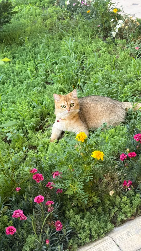 Кошка породистая шиншилла скотиш лайт 10мес 1