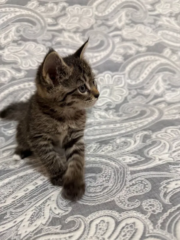 Отдам котенка в хорошие руки. 1