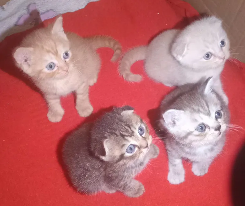 продаются породистые котята
