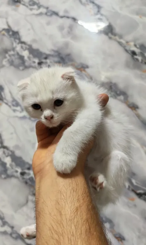 Скотиш фолд скотиш страйт 7 Скотиш фолд скотиш страйт 7