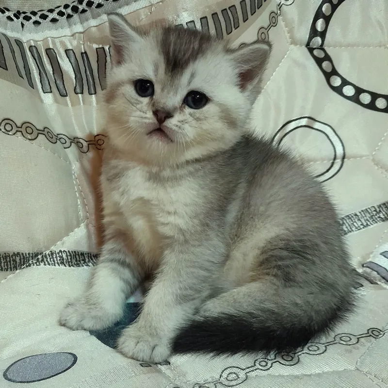 Продаются шикарные котята скотишстрайт,шиншилла. — фото 6