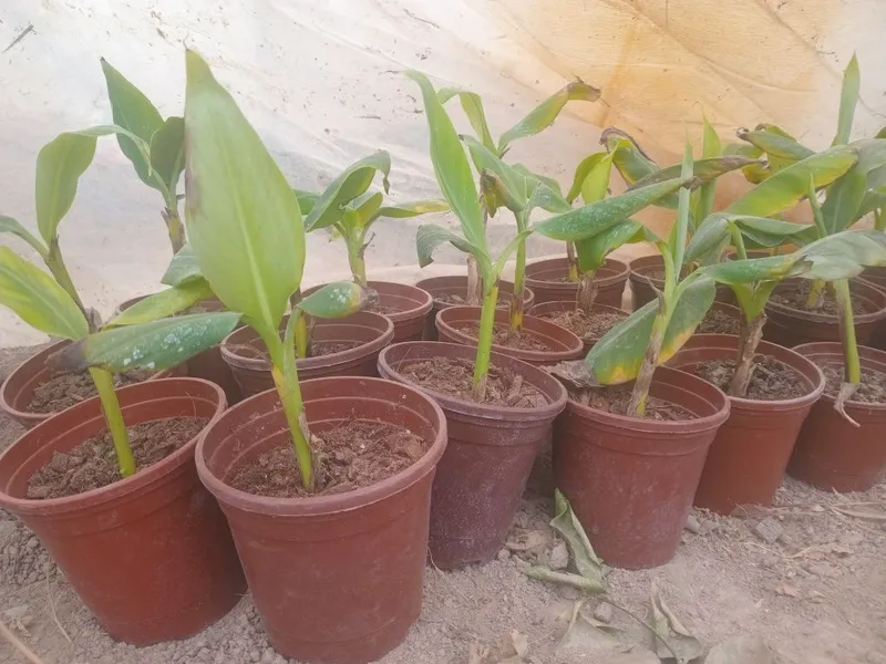 Banan kivi zaytun uzum galubik arbuts kuchatlari bor