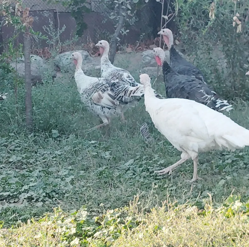 Kurka oilasi sotiladi 5 Kurka oilasi sotiladi 5