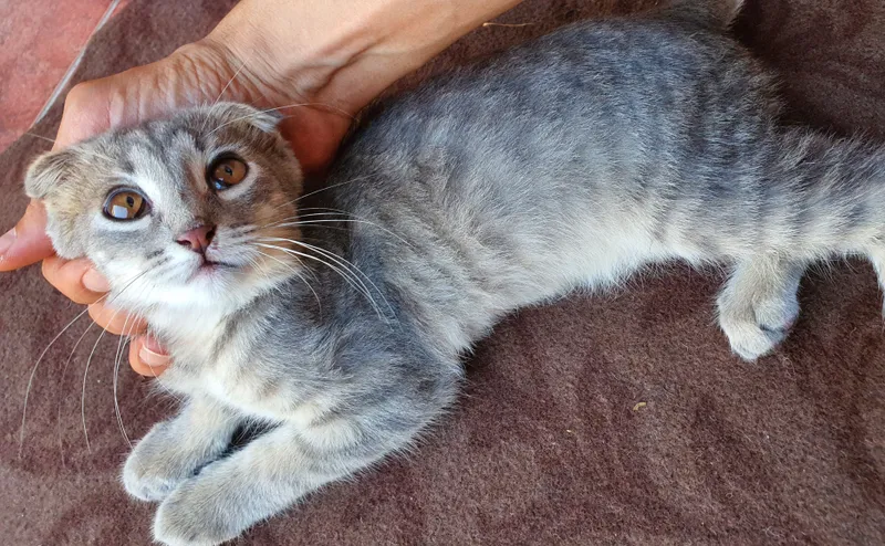 Mushuk scottish fold QIZ BOLA 4 OYLIK 4