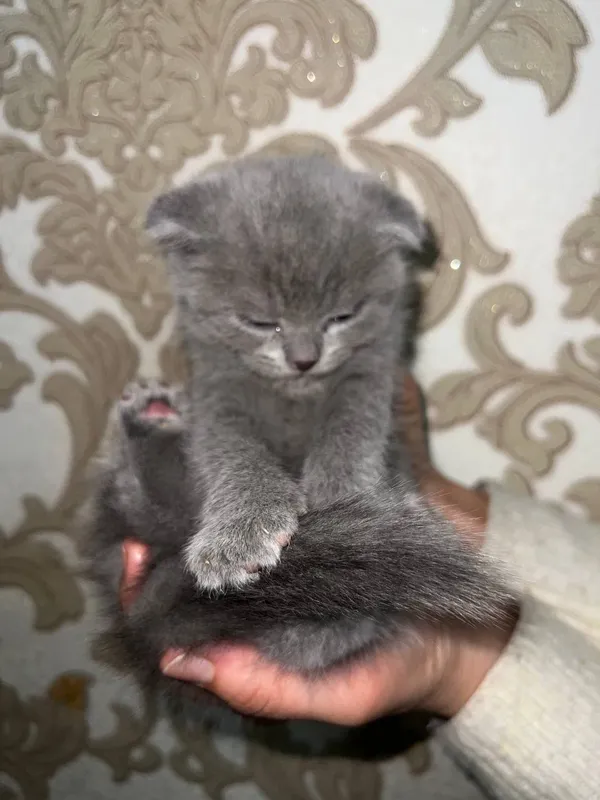 Британские котята — фото 6
