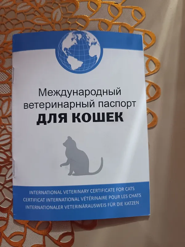 E'lon Btritanskiy strayt Mushuk sotiladi 4 E'lon Btritanskiy strayt Mushuk sotiladi 4