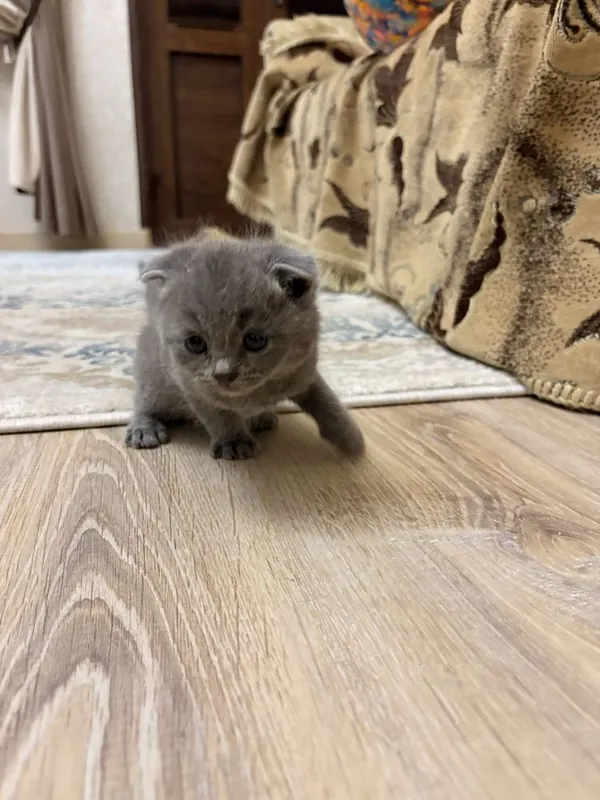 Mushuk Scottish Fold 3 Mushuk Scottish Fold 3