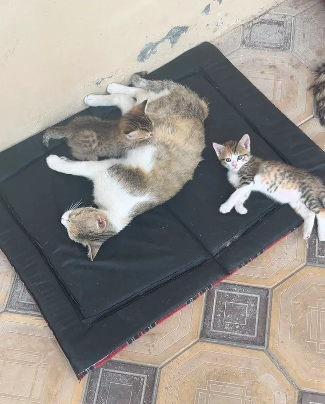 Продаётся интересная котёнки