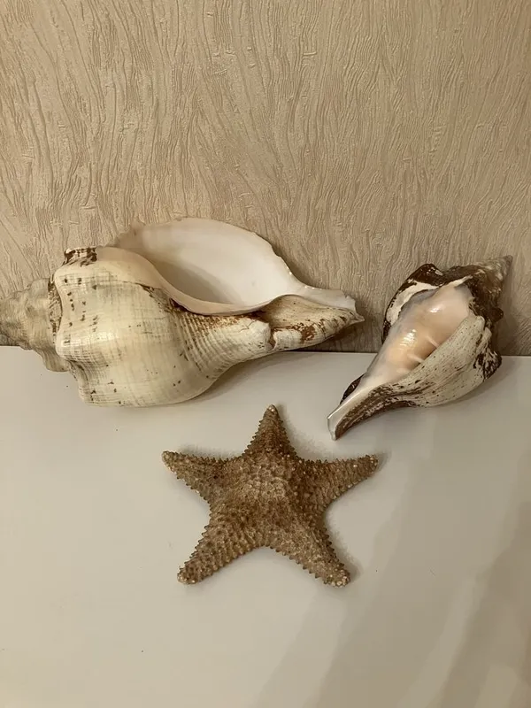 Ракушки и морская звезда