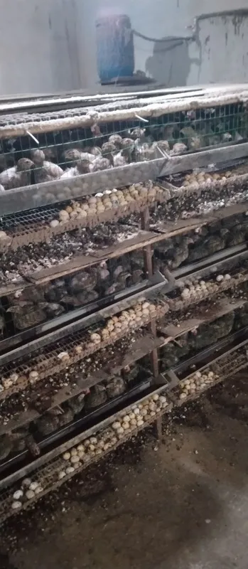 tuxum tugʻayotgan bedana makonlar sotiladi 6 oylik holati zoʻr 90% tux