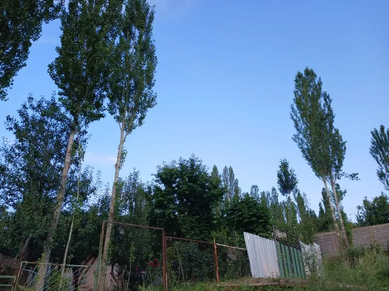 Продаются участки В Чимгане — фото 4 Продаются участки В Чимгане — фото 4
