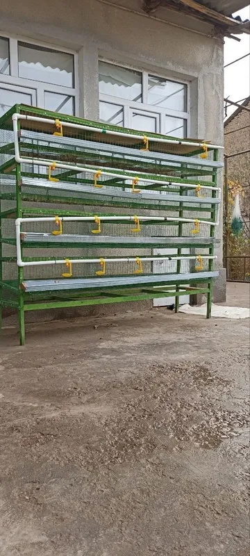 Bedana boqishga kataklar 3