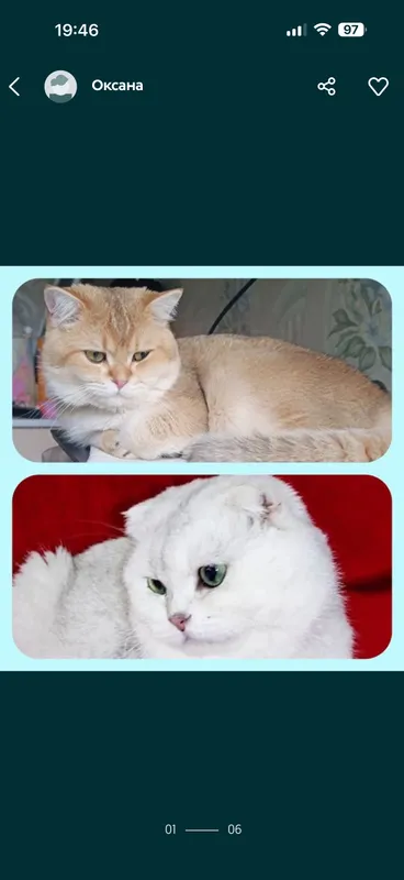 Вязка коты шиншиллы — фото 2