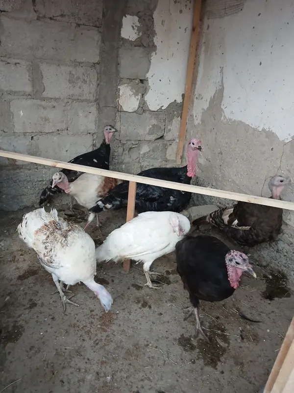 Kurkalar sotiladi 1 ta nar 6 ta moda — фото 4