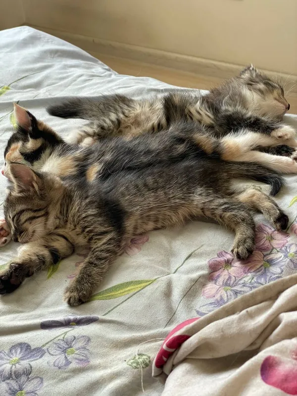 Котята в добрые руки — фото 3