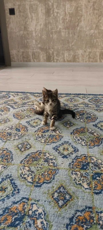 Котята от мышеловки — фото 2
