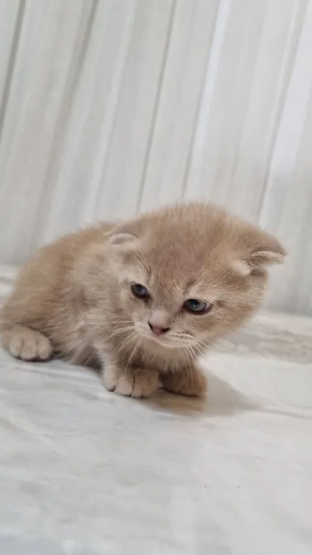 скотиш фолд 2та угил — фото 3