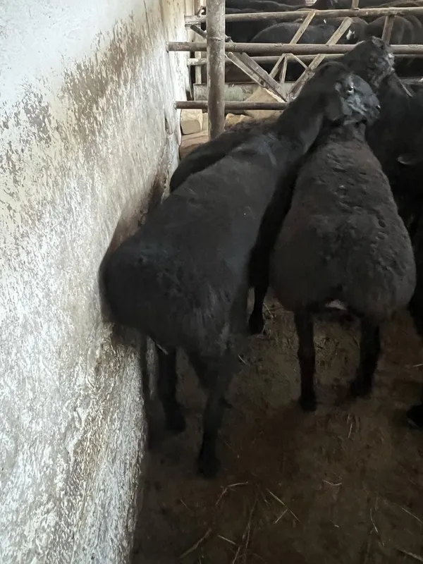Кассоб Qassob Qurbonlikka qoy soyish xizmati — фото 1