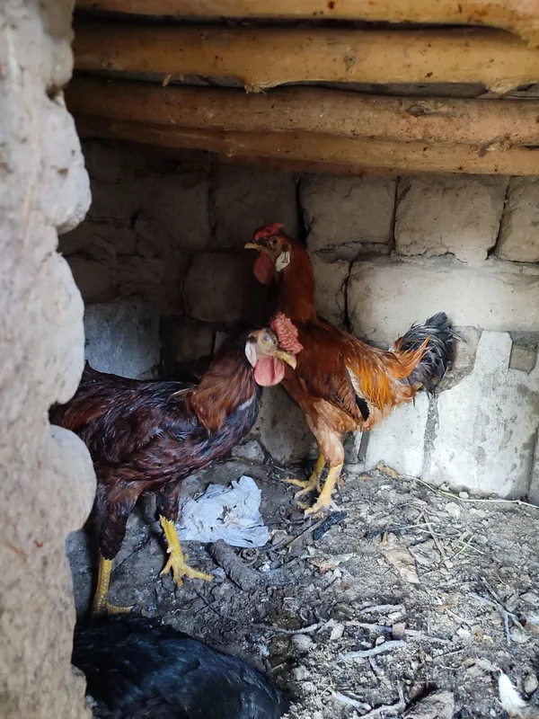 2 ta xoʻroz mesni tozza 1 ta kulangi tovuq kurk boʻgan tuxum bostirsah 2 2 ta xoʻroz mesni tozza 1 ta kulangi tovuq kurk boʻgan tuxum bostirsah 2