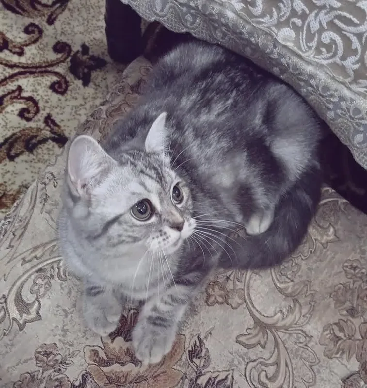 Britanski shorthair mushuk Britanski shorthair mushuk