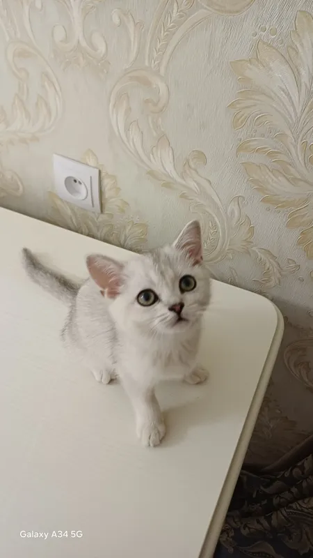 Кошки продаются, цена очень доступная 1