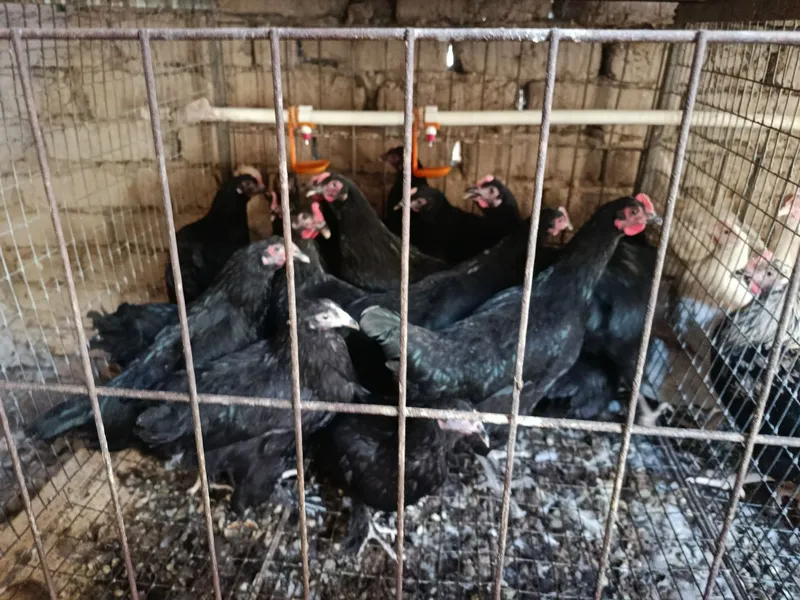 Товуклар сотилади. Продаю куры 3