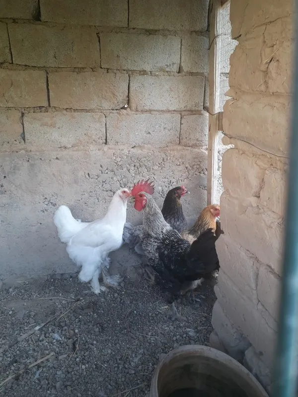 Xonaki tovuqlar sotiladigan donasi 120 mingdan. 7 dona bor 6 tovuq 1 x 4