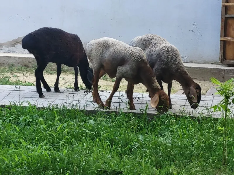 Кузи, йош куйлар сотилади