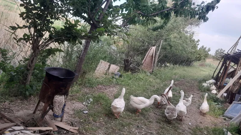 urgochi gozlar tuxum qiladi  8 dona 2 yillik — фото 2