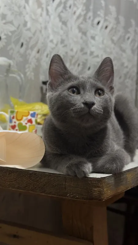 Отдам в добрые руки очаровательную кошечку 1