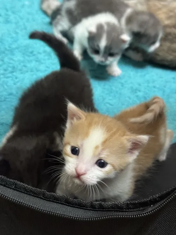 Продаются милые котята, возраст 3 недели — фото 2