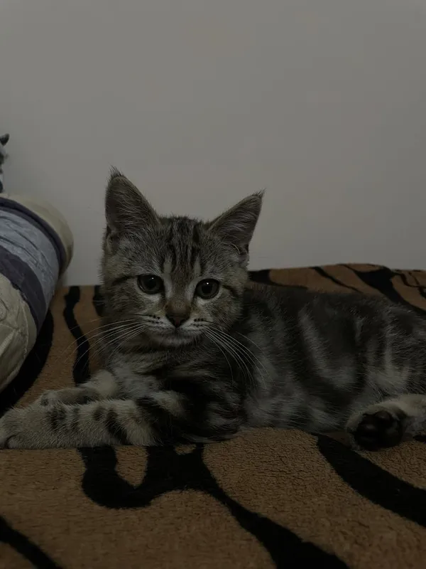 Шотландский прямоухий кот 2 Шотландский прямоухий кот 2