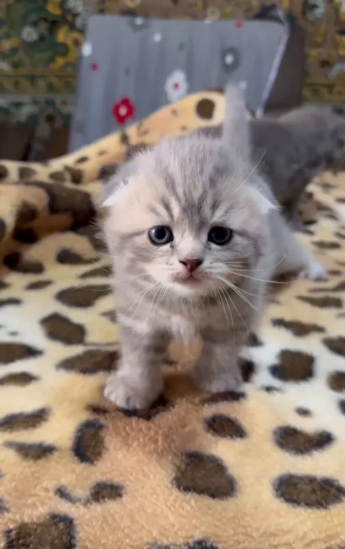 продаются породистые котята шиншилы — фото 2