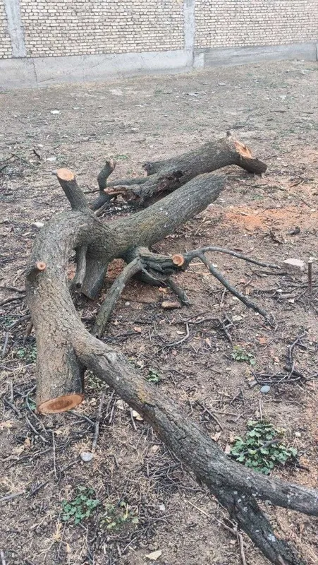 Утин сотилади Сурум пости томонда — фото 2
