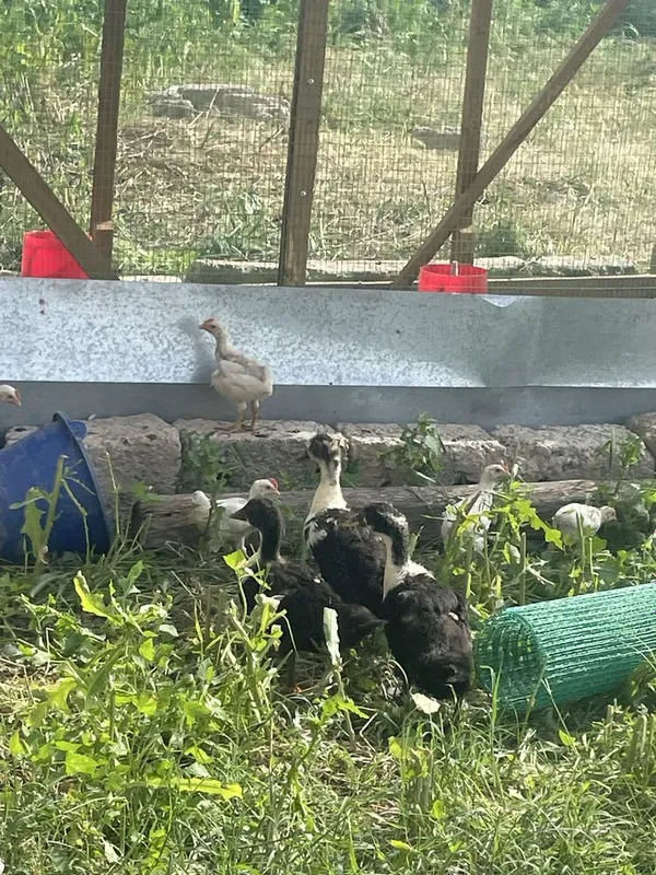 Ordak 6 ta 2 oyli pikin hammasi bir joyda sotiladi — фото 2
