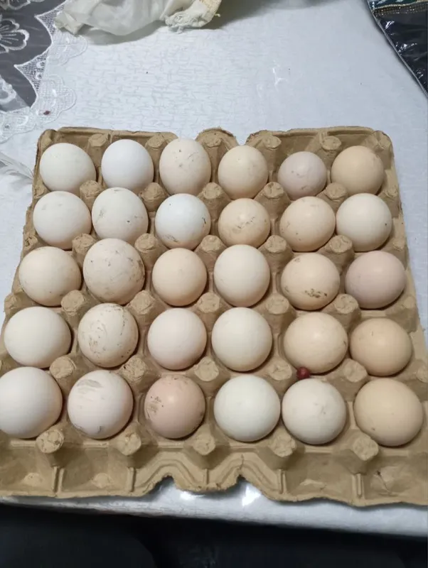 Adler tuxumlari va jojalariga zakaz olamiz 4 Adler tuxumlari va jojalariga zakaz olamiz 4