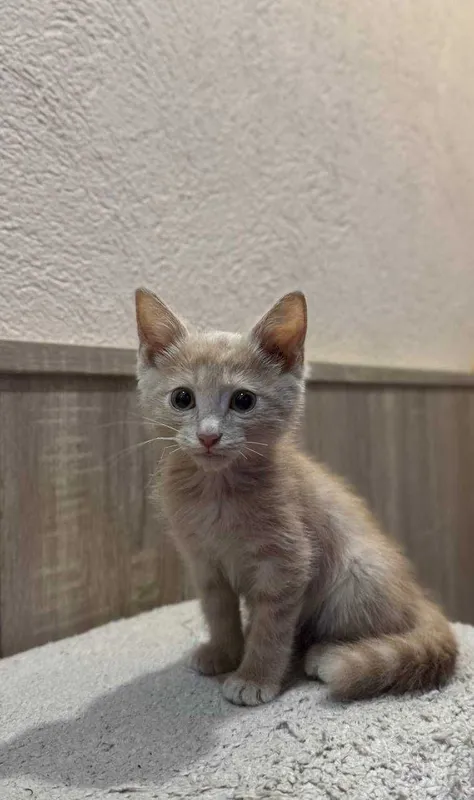 Котенок ищет любящий дом 2