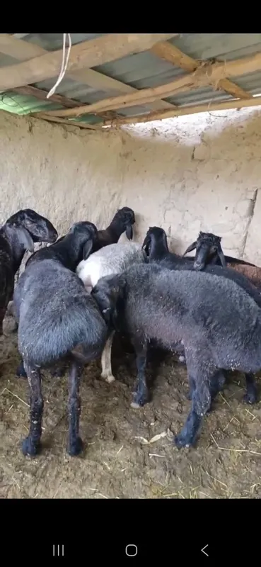Qurbonlik va aqiqaga Qoʻchqorla bor