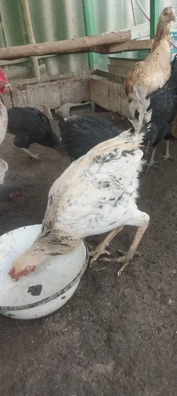Xòrozlar sotiladi 1 Xòrozlar sotiladi 1