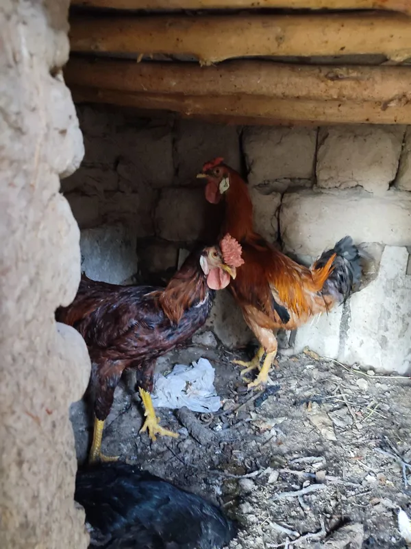 2 ta xoʻroz mesni tozza 1 ta kulangi tovuq kurk boʻgan tuxum bostirsah 3 2 ta xoʻroz mesni tozza 1 ta kulangi tovuq kurk boʻgan tuxum bostirsah 3