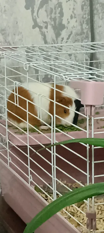 Dengiz choʻchqasini sotaman 4 Dengiz choʻchqasini sotaman 4