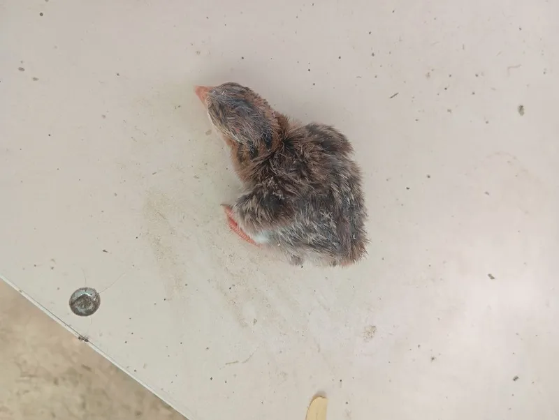 Продам цыплят цесарок цыплят павлинов