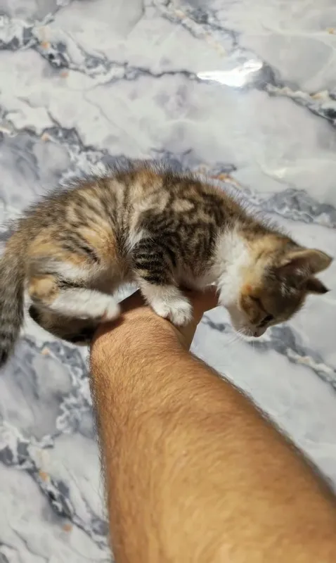 Скотиш фолд скотиш страйт 2 Скотиш фолд скотиш страйт 2