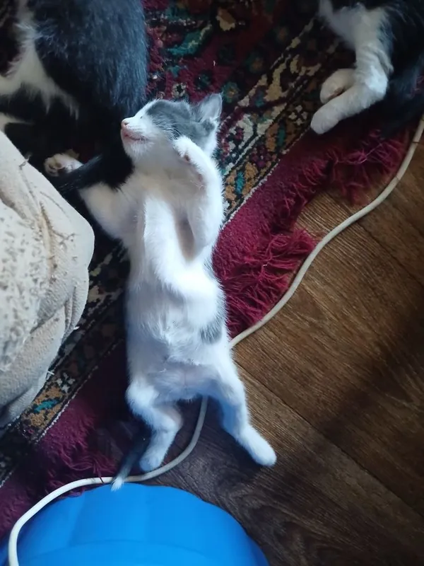 Котята, в добрые руки бесплатно 6 Котята, в добрые руки бесплатно 6