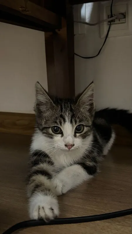 Котенок мальчик 3,5месяцев