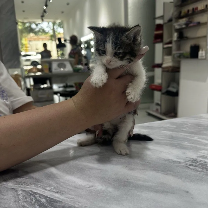 Котята домашние , Отдадим ответственным и добрым людям 4 Котята домашние , Отдадим ответственным и добрым людям 4