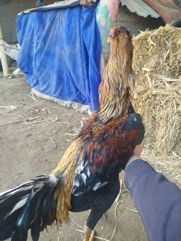 Dakang xoroz boydor