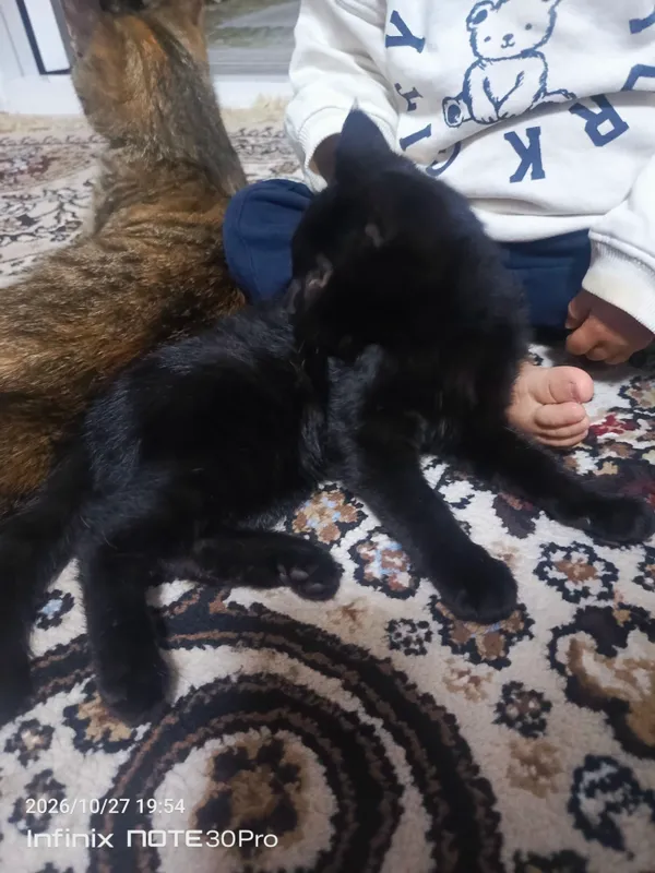 mushukcha mehribon insonlarga beriladi 3